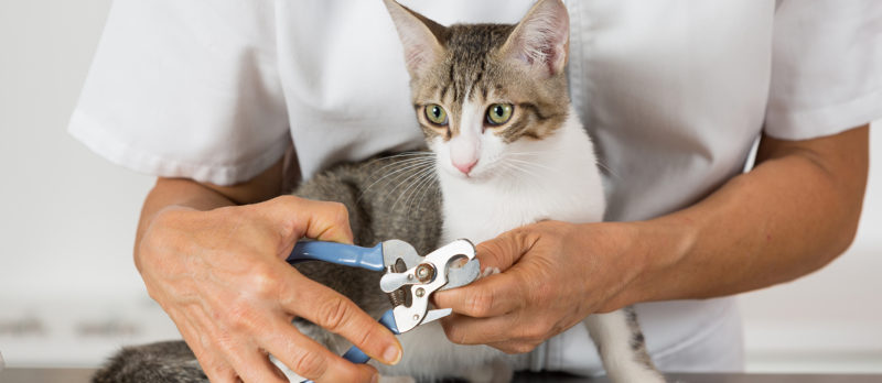 A cat with cat's nail clipper.